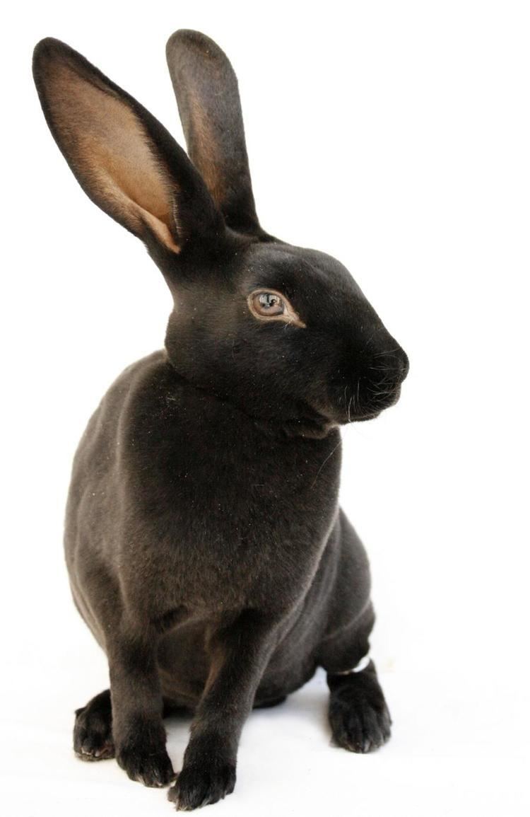 Mini encyclopedia of rabbit breeds and care