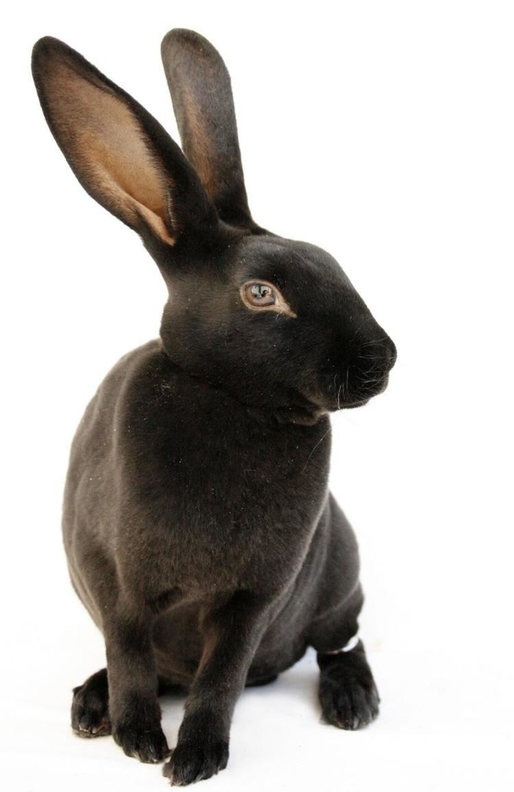 Rex rabbit Curiously Cute Facts About the Rex Rabbit Breed