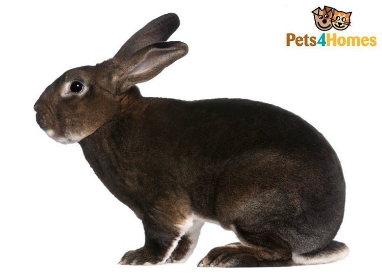 Rex rabbit Rex Rabbit Breed Information Facts Photos Care Pets4Homes