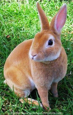 Rex rabbit 78 ideas about Rex Rabbit on Pinterest Baby bunnies Bunny rabbit