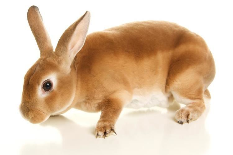 Rex rabbit Curiously Cute Facts About the Rex Rabbit Breed