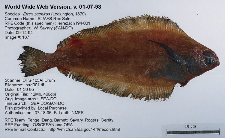 Rex sole Regulatory Fish Encyclopedia RFE gt RFE Page 1 for lti