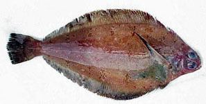 Rex sole Bottomfish Identification Guide Rex Sole Glyptocephalus zachirus