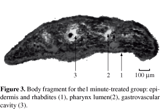 Rhabdite A study of low power laser on the regenerative process of Girardia