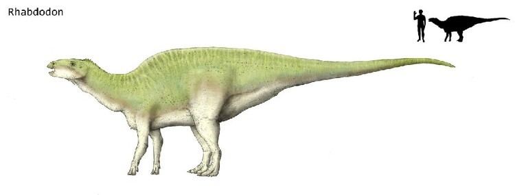 Rhabdodon Rhabdodon Pictures amp Facts The Dinosaur Database