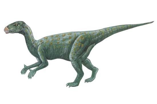 Rhabdodon Rhabdodon Pictures amp Facts The Dinosaur Database