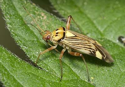 Rhabdomiris striatellus Miridae Rhabdomiris striatellus