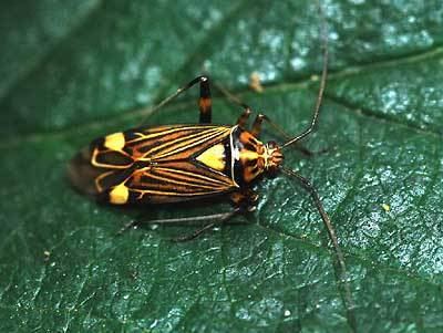 Rhabdomiris striatellus httpswwwbritishbugsorgukheteropteraMiridae