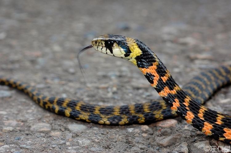 Rhabdophis Rhabdophis tigrinus formosanus Asian Tiger Snake