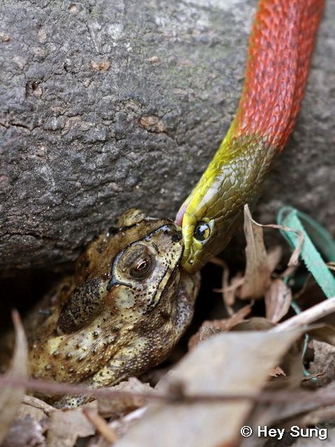 Rhabdophis subminiatus Reptile of Hong Kong