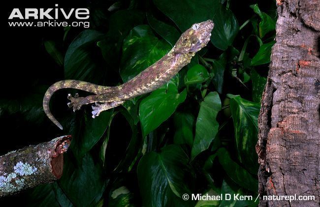 Rhacodactylus chahoua Mossy prehensiletailed gecko photo Rhacodactylus chahoua