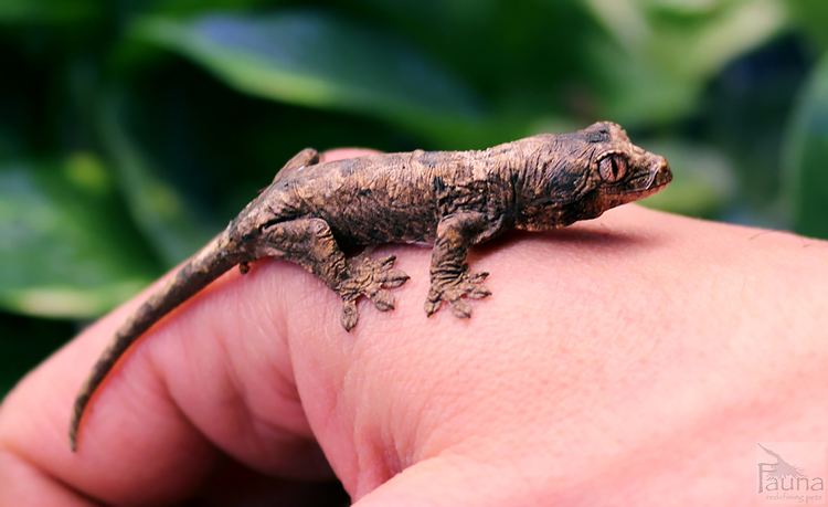 Rhacodactylus chahoua Chahoua Gecko Rhacodactylus chahoua