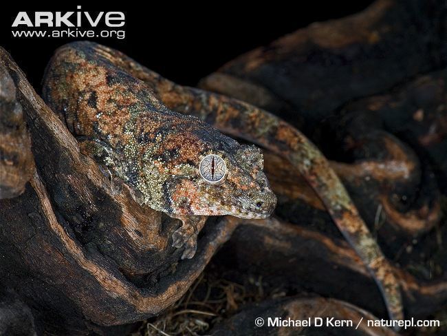 Rhacodactylus chahoua Mossy prehensiletailed gecko videos photos and facts