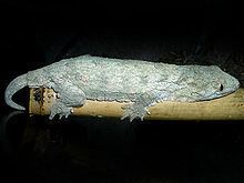 Rhacodactylus Rhacodactylus Wikipedia