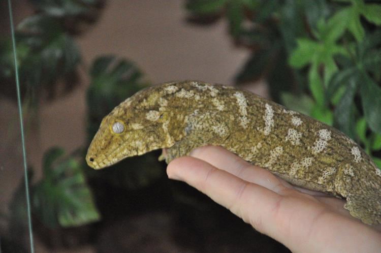 Rhacodactylus NE England The New Caledonian Giant Gecko Rhacodactylus leachianus