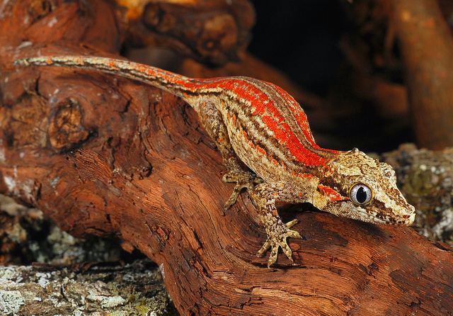 Rhacodactylus Gargoyle Gecko Rhacodactylus auriculatus a gallery on Flickr