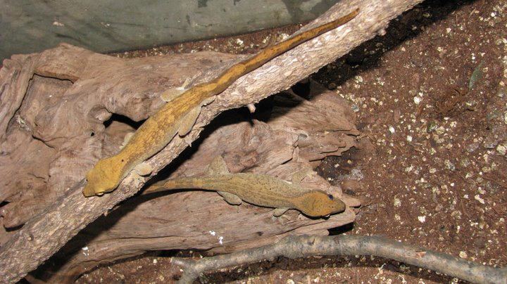 Rhacodactylus sarasinorum Slender prehensile tailed Gecko Rhacodactylus Sarasinorum Good