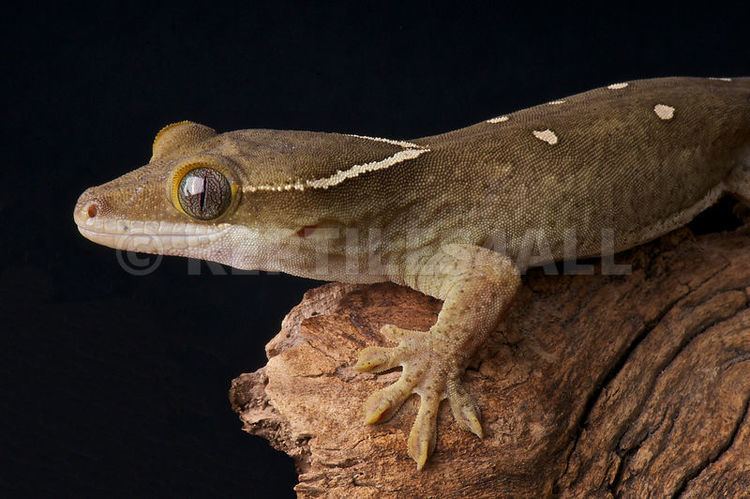 Rhacodactylus sarasinorum REPTILES4ALL Roux39s Giant Gecko Correlophus sarasinorum