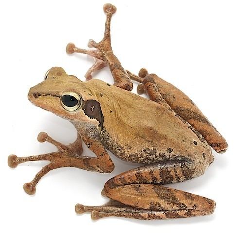 Rhacophoridae frogsofborneoorgimagesFrogofborneomacrotis20f