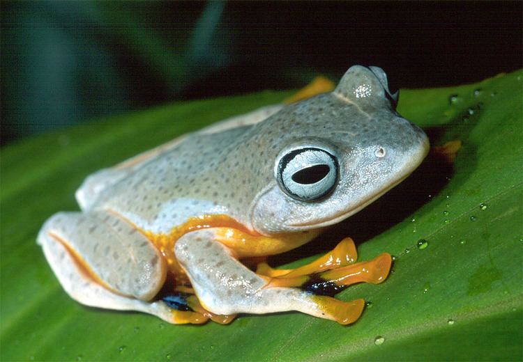 Rhacophoridae Photographs of moss frogs Family Rhacophoridae