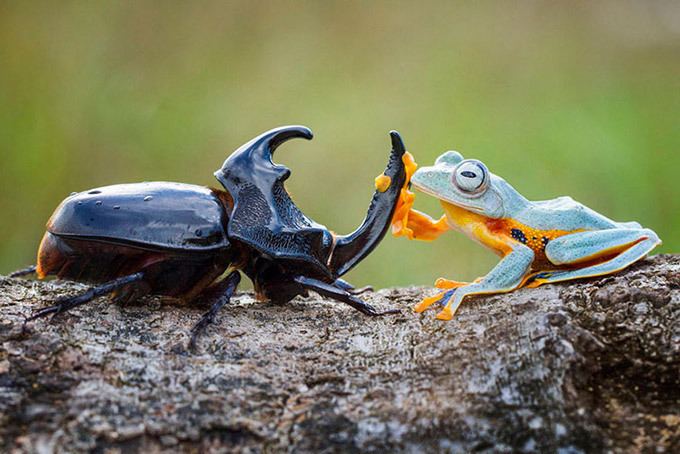 Rhacophoridae The World s Tiniest Rodeo Frog Riding A Beetle