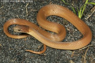 Rhadinaea Rhadinaea flavilata Pine Woods Snake Discover Life