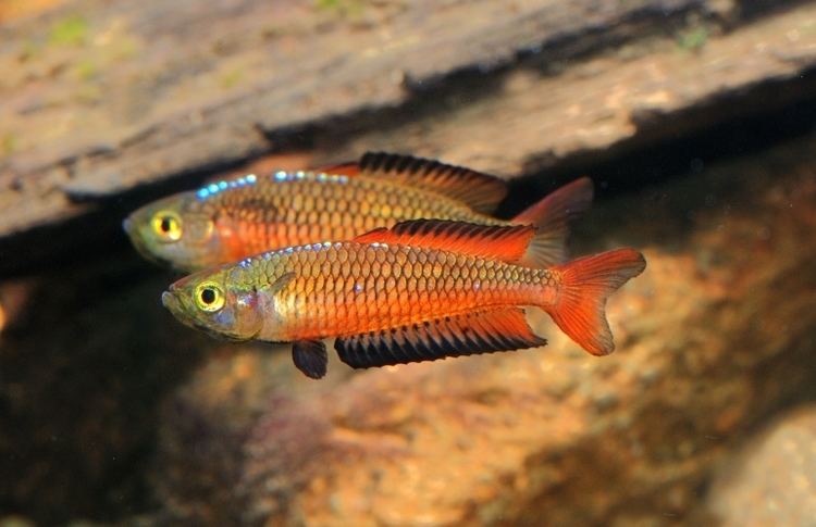 Rhadinocentrus ornatus rainbowfishangfaqldorgauRornatus20Teewah20