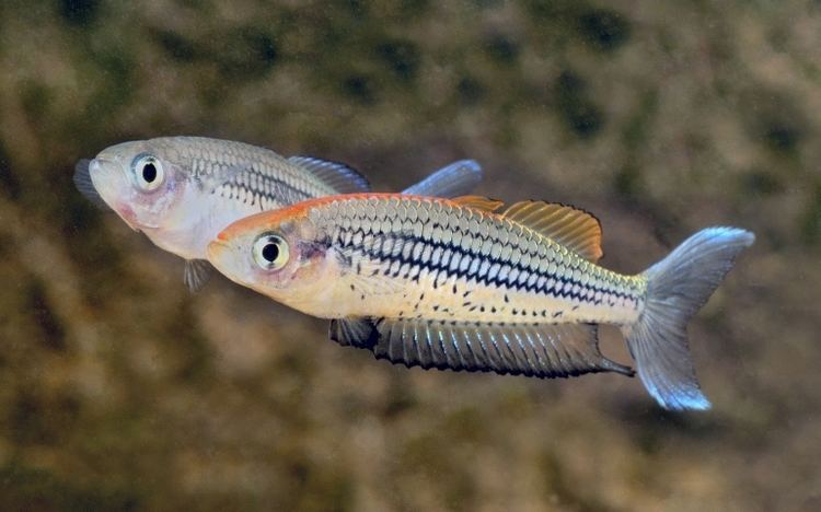 Rhadinocentrus ornatus 1000 images about Fish Melanotaeniidae Rainbowfish on Pinterest