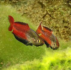 Rhadinocentrus ornatus Teewah Creek Ornate Rainbowfish Rhadinocentrus ornatus YouTube