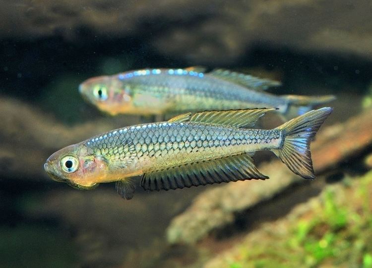 Rhadinocentrus ornatus Rhadinocentrus ornatus Austrailian Rainbowfish Pinterest