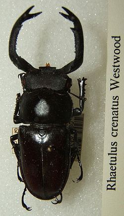 Rhaetulus crenatus httpsuploadwikimediaorgwikipediacommonsthu