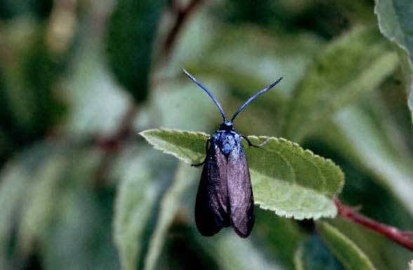 Rhagades pruni European Lepidoptera and their ecology Rhagades pruni