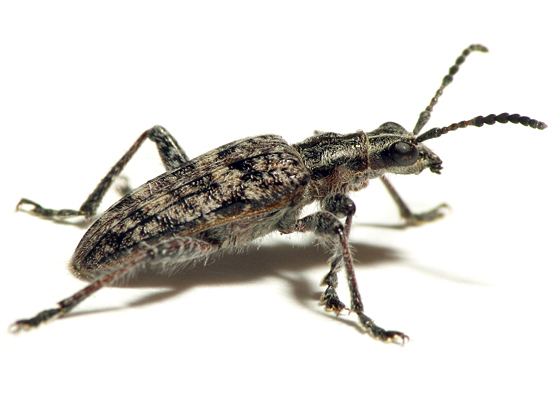 Rhagium Small Beetle Rhagium inquisitor BugGuideNet