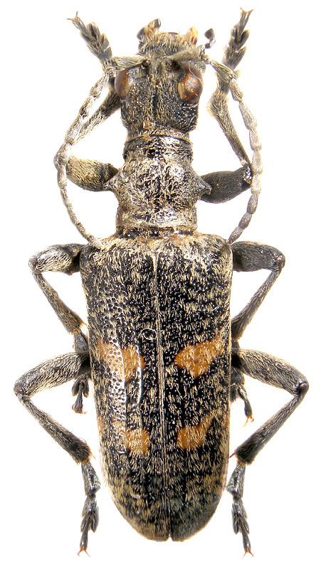 Rhagium Genus Rhagium Fabricius 1775 Cerambycidae