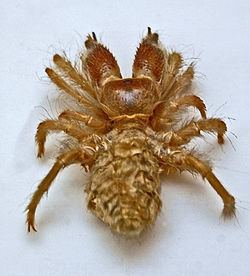 Rhagodidae httpsuploadwikimediaorgwikipediacommonsthu