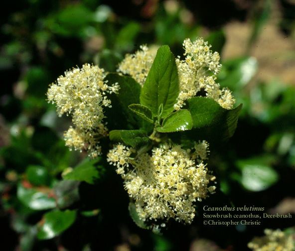 Rhamnaceae RHAMNACEAE Buckthorn Family