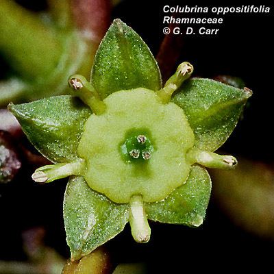 Rhamnaceae Flowering Plant Families UH Botany