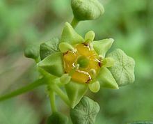 Rhamnaceae httpsuploadwikimediaorgwikipediacommonsthu