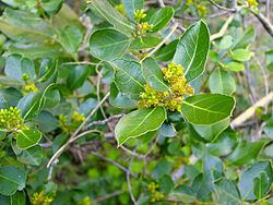 Rhamnus alaternus Rhamnus alaternus Wikipedia