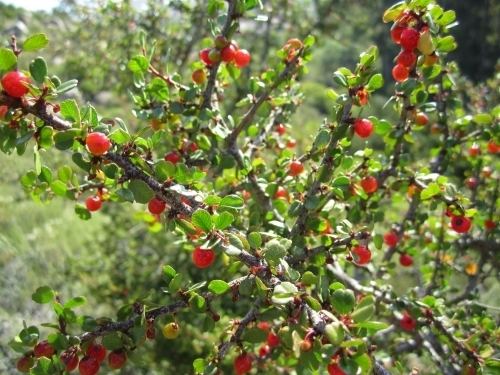 Rhamnus crocea Spiny Redberry Rhamnus crocea