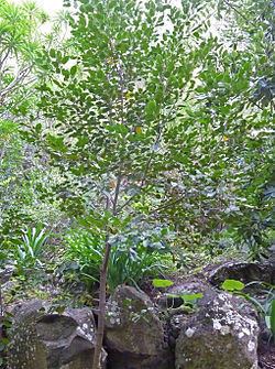 Rhamnus glandulosa httpsuploadwikimediaorgwikipediacommonsthu