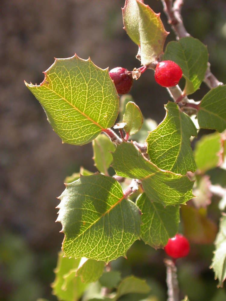 Rhamnus ilicifolia CalPhotos Rhamnus ilicifolia Hollyleaf Redberry
