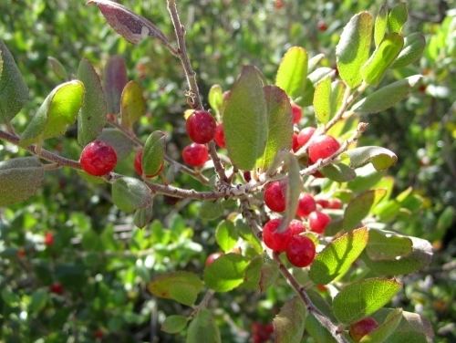 Rhamnus ilicifolia Hollyleaf Redberry Rhamnus ilicifolia