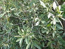 Rhamnus integrifolia httpsuploadwikimediaorgwikipediacommonsthu
