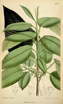 Rhamnus libanotica httpsuploadwikimediaorgwikipediacommonsthu