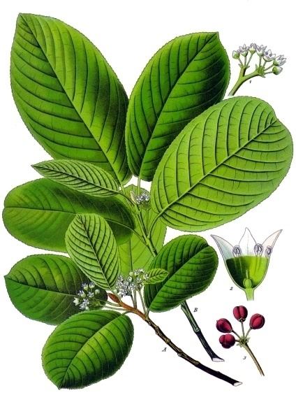 Rhamnus purshiana httpsuploadwikimediaorgwikipediacommonsff