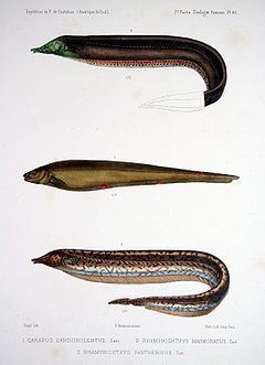 Rhamphichthyidae httpsuploadwikimediaorgwikipediacommonsthu