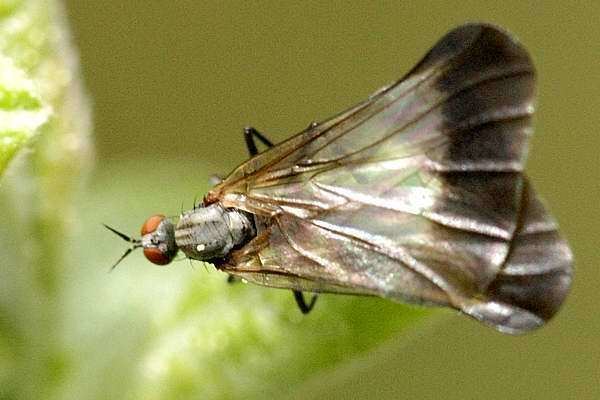 Rhamphomyia Empididae CR