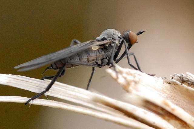 Rhamphomyia albidiventris