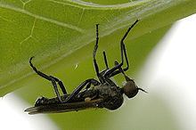 Rhamphomyia crassirostris httpsuploadwikimediaorgwikipediacommonsthu
